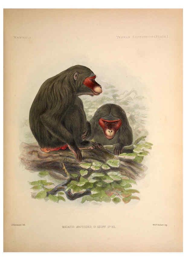 Reproducción/Reproduction 6258148822: Anatomical and zoological researches v.2. London,B. Quaritch,1878