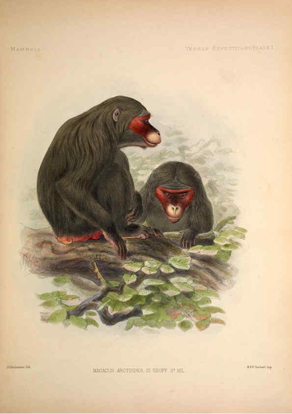 Reproducción/Reproduction 6258148822: Anatomical and zoological researches v.2. London,B. Quaritch,1878