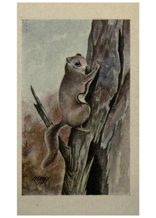 Reproducción/Reproduction 6257113685: Animal guide, North American wild animals Worcester, Mass. :C. K. Reed,1915