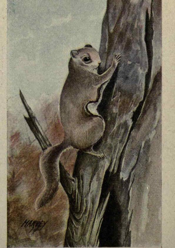 Reproducción/Reproduction 6257113685: Animal guide, North American wild animals Worcester, Mass. :C. K. Reed,1915