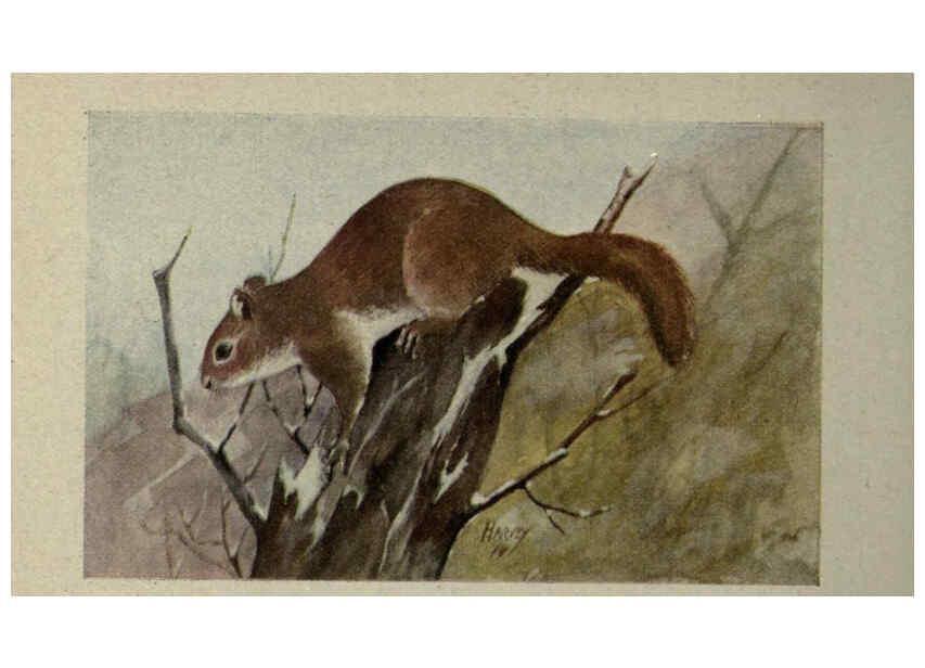 Reproducción/Reproduction 6257112227: Animal guide, North American wild animals Worcester, Mass. :C. K. Reed,1915