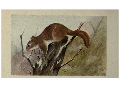 Reproducción/Reproduction 6257112227: Animal guide, North American wild animals Worcester, Mass. :C. K. Reed,1915