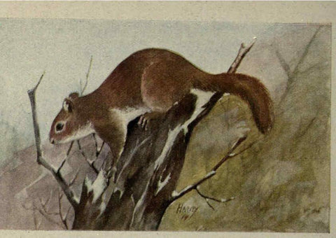 Reproducción/Reproduction 6257112227: Animal guide, North American wild animals Worcester, Mass. :C. K. Reed,1915