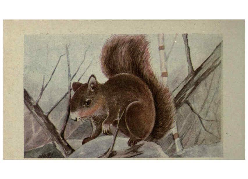 Reproducción/Reproduction 6257111909: Animal guide, North American wild animals Worcester, Mass. :C. K. Reed,1915