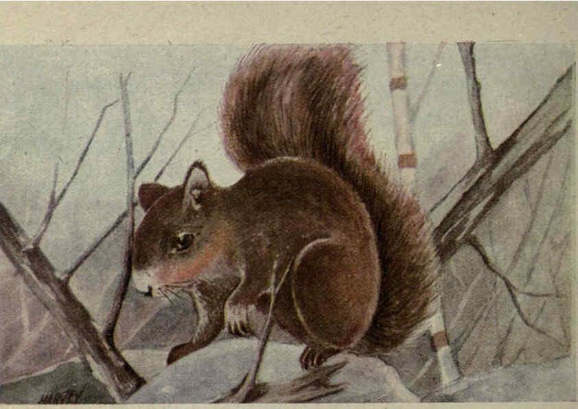 Reproducción/Reproduction 6257111909: Animal guide, North American wild animals Worcester, Mass. :C. K. Reed,1915