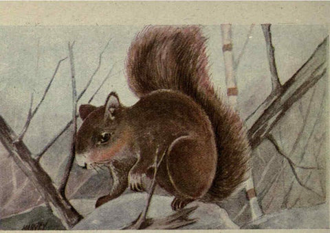 Reproducción/Reproduction 6257111909: Animal guide, North American wild animals Worcester, Mass. :C. K. Reed,1915