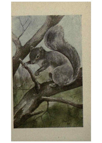 Reproducción/Reproduction 6257641370: Animal guide, North American wild animals Worcester, Mass. :C. K. Reed,1915