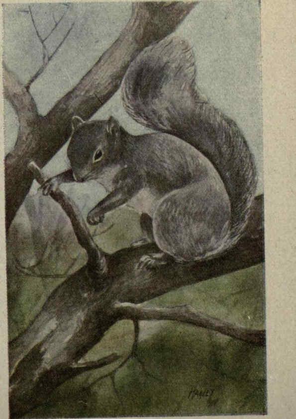 Reproducción/Reproduction 6257641370: Animal guide, North American wild animals Worcester, Mass. :C. K. Reed,1915