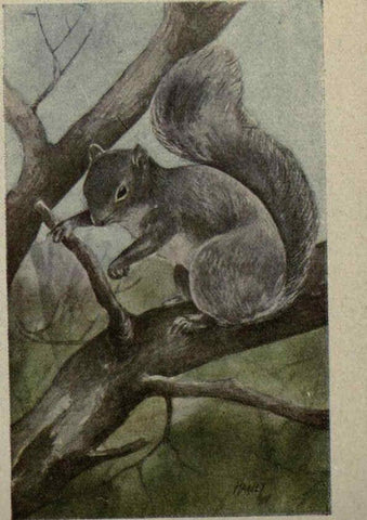 Reproducción/Reproduction 6257641370: Animal guide, North American wild animals Worcester, Mass. :C. K. Reed,1915