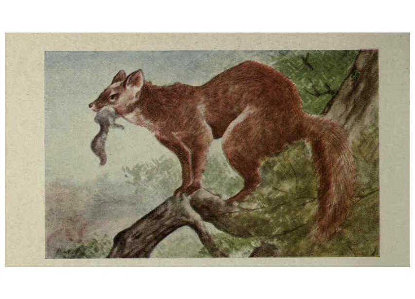 Reproducción/Reproduction 6257636196: Animal guide, North American wild animals Worcester, Mass. :C. K. Reed,1915