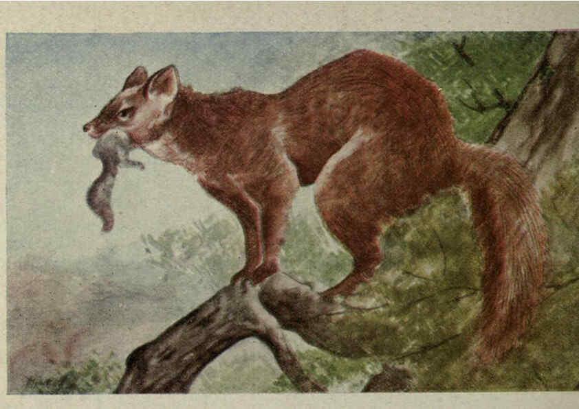 Reproducción/Reproduction 6257636196: Animal guide, North American wild animals Worcester, Mass. :C. K. Reed,1915