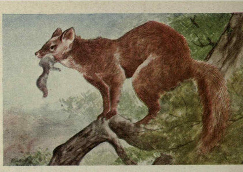 Reproducción/Reproduction 6257636196: Animal guide, North American wild animals Worcester, Mass. :C. K. Reed,1915