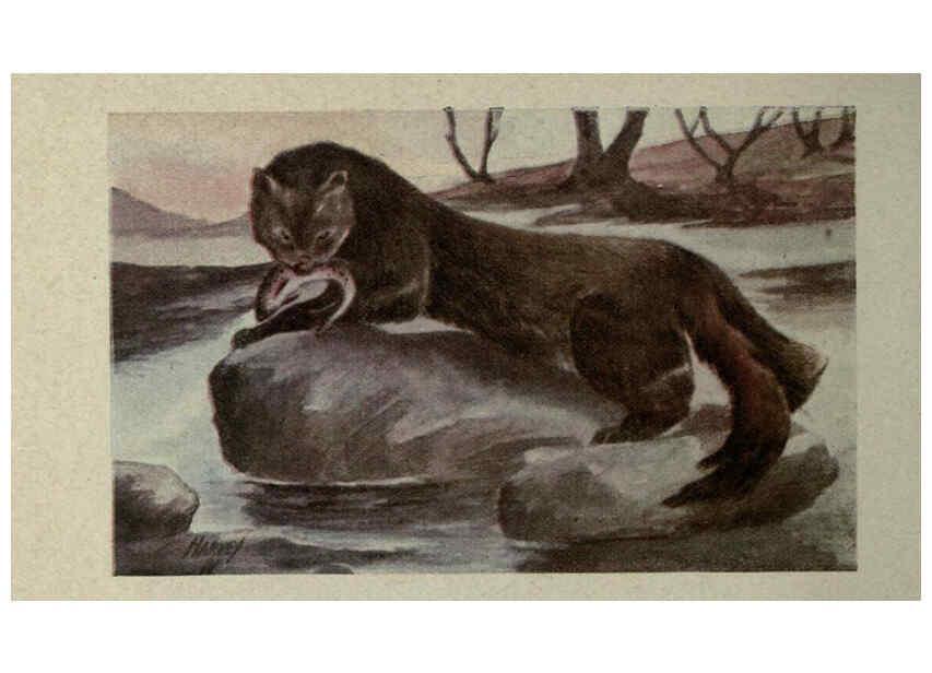 Reproducción/Reproduction 6257636406: Animal guide, North American wild animals Worcester, Mass. :C. K. Reed,1915