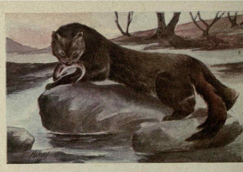 Reproducción/Reproduction 6257636406: Animal guide, North American wild animals Worcester, Mass. :C. K. Reed,1915