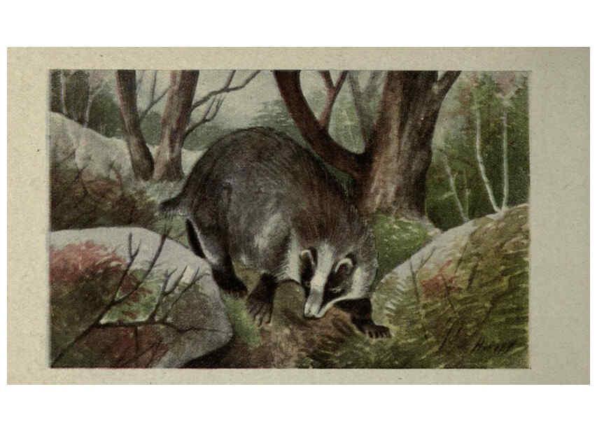 Reproducción/Reproduction 6257106705: Animal guide, North American wild animals Worcester, Mass. :C. K. Reed,1915