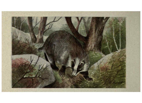 Reproducción/Reproduction 6257106705: Animal guide, North American wild animals Worcester, Mass. :C. K. Reed,1915