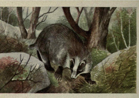 Reproducción/Reproduction 6257106705: Animal guide, North American wild animals Worcester, Mass. :C. K. Reed,1915
