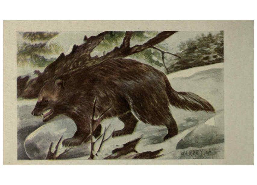 Reproducción/Reproduction 6257636820: Animal guide, North American wild animals Worcester, Mass. :C. K. Reed,1915