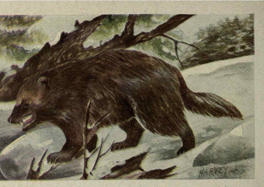 Reproducción/Reproduction 6257636820: Animal guide, North American wild animals Worcester, Mass. :C. K. Reed,1915