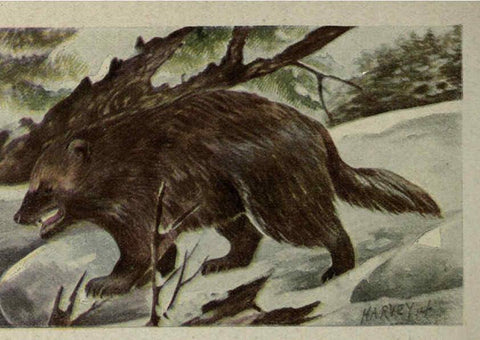 Reproducción/Reproduction 6257636820: Animal guide, North American wild animals Worcester, Mass. :C. K. Reed,1915