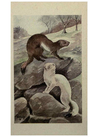 Reproducción/Reproduction 6257107125: Animal guide, North American wild animals Worcester, Mass. :C. K. Reed,1915