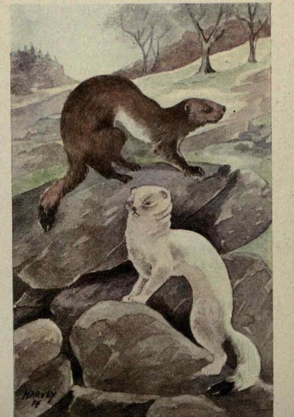 Reproducción/Reproduction 6257107125: Animal guide, North American wild animals Worcester, Mass. :C. K. Reed,1915