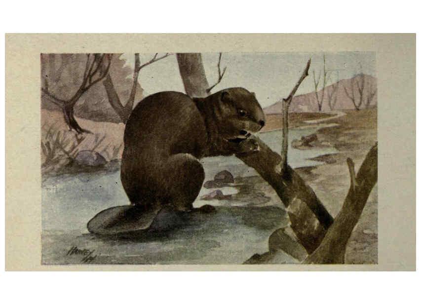 Reproducción/Reproduction 6257107317: Animal guide, North American wild animals Worcester, Mass. :C. K. Reed,1915