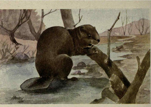 Reproducción/Reproduction 6257107317: Animal guide, North American wild animals Worcester, Mass. :C. K. Reed,1915