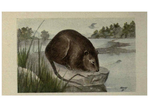 Reproducción/Reproduction 6257107517: Animal guide, North American wild animals Worcester, Mass. :C. K. Reed,1915