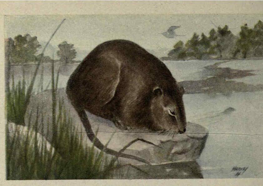 Reproducción/Reproduction 6257107517: Animal guide, North American wild animals Worcester, Mass. :C. K. Reed,1915