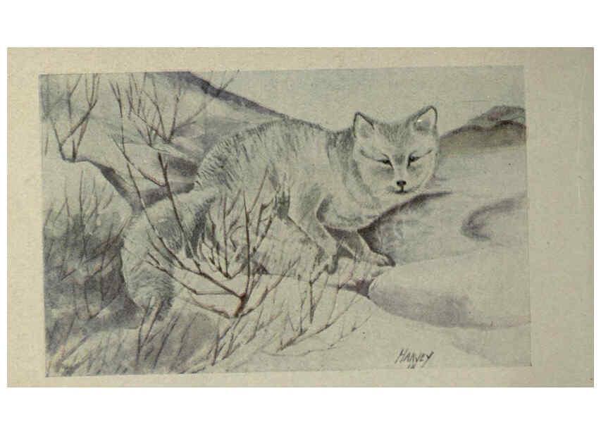 Reproducción/Reproduction 6257635826: Animal guide, North American wild animals Worcester, Mass. :C. K. Reed,1915