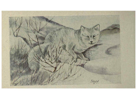 Reproducción/Reproduction 6257635826: Animal guide, North American wild animals Worcester, Mass. :C. K. Reed,1915