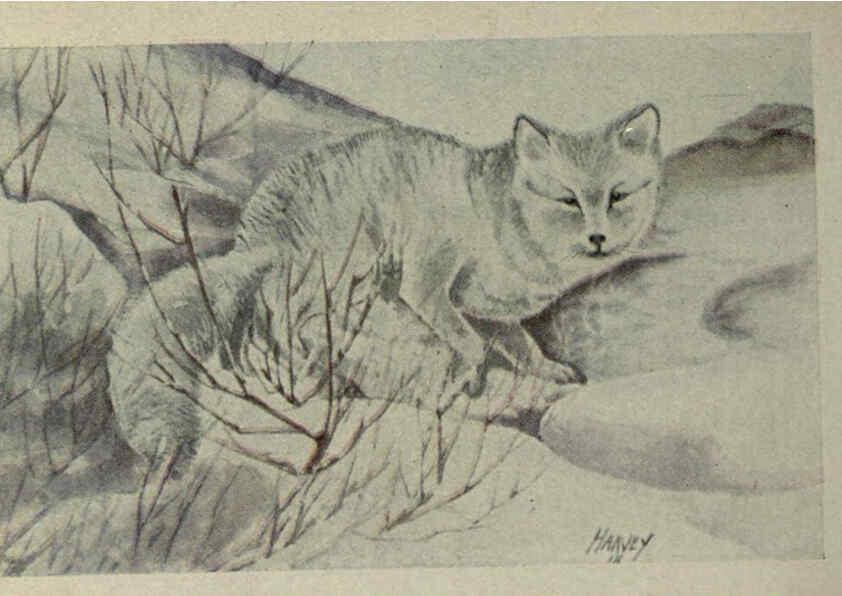 Reproducción/Reproduction 6257635826: Animal guide, North American wild animals Worcester, Mass. :C. K. Reed,1915