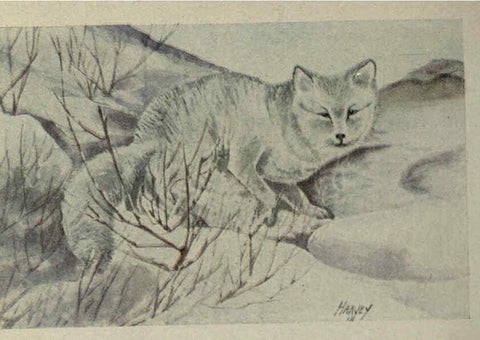 Reproducción/Reproduction 6257635826: Animal guide, North American wild animals Worcester, Mass. :C. K. Reed,1915