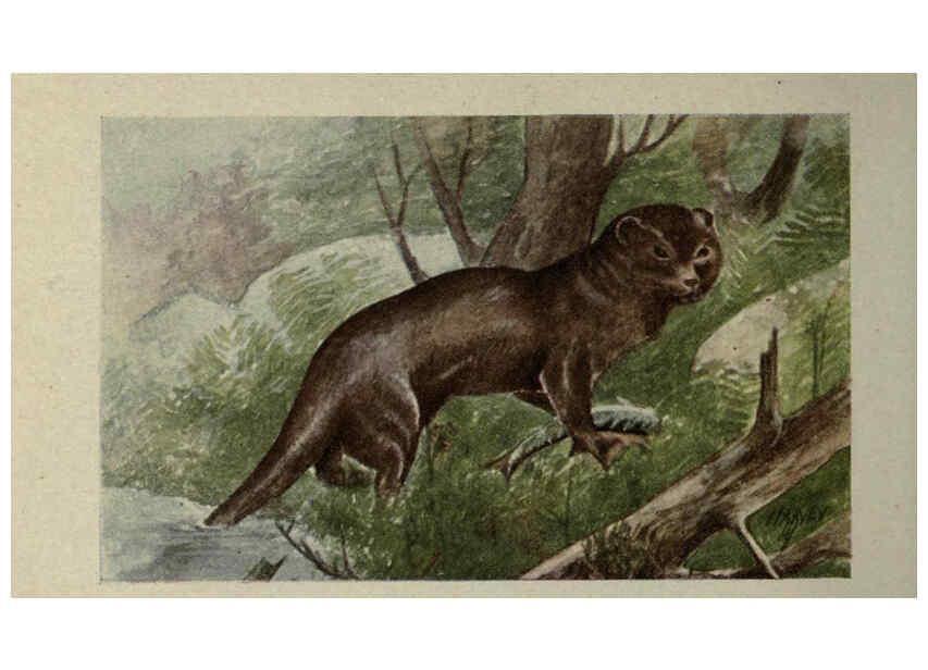 Reproducción/Reproduction 6257637574: Animal guide, North American wild animals Worcester, Mass. :C. K. Reed,1915