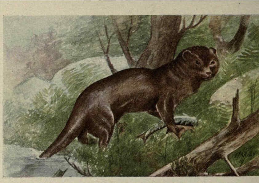 Reproducción/Reproduction 6257637574: Animal guide, North American wild animals Worcester, Mass. :C. K. Reed,1915