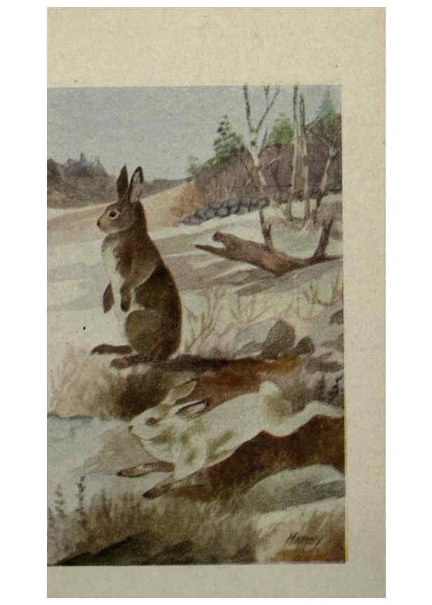 Reproducción/Reproduction 6257639774: Animal guide, North American wild animals Worcester, Mass. :C. K. Reed,1915