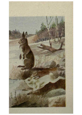 Reproducción/Reproduction 6257639774: Animal guide, North American wild animals Worcester, Mass. :C. K. Reed,1915