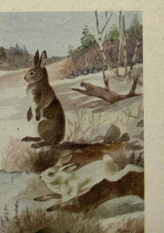 Reproducción/Reproduction 6257639774: Animal guide, North American wild animals Worcester, Mass. :C. K. Reed,1915