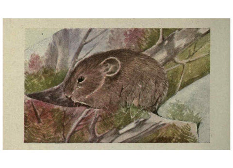 Reproducción/Reproduction 6257110279: Animal guide, North American wild animals Worcester, Mass. :C. K. Reed,1915