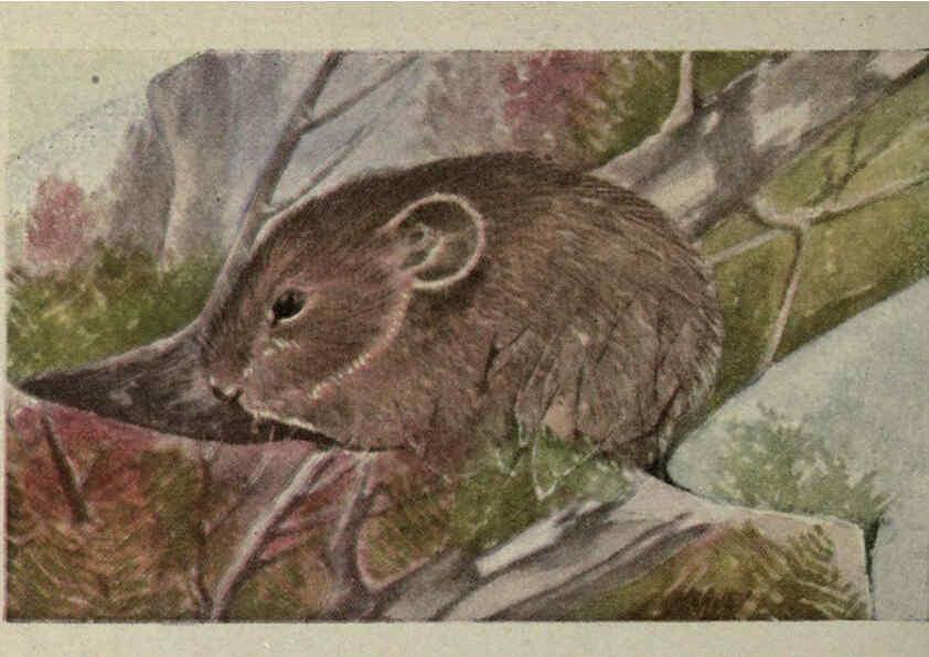 Reproducción/Reproduction 6257110279: Animal guide, North American wild animals Worcester, Mass. :C. K. Reed,1915