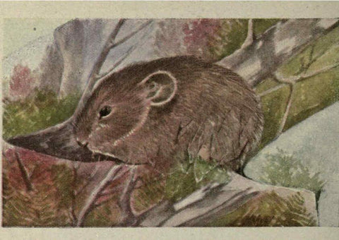 Reproducción/Reproduction 6257110279: Animal guide, North American wild animals Worcester, Mass. :C. K. Reed,1915