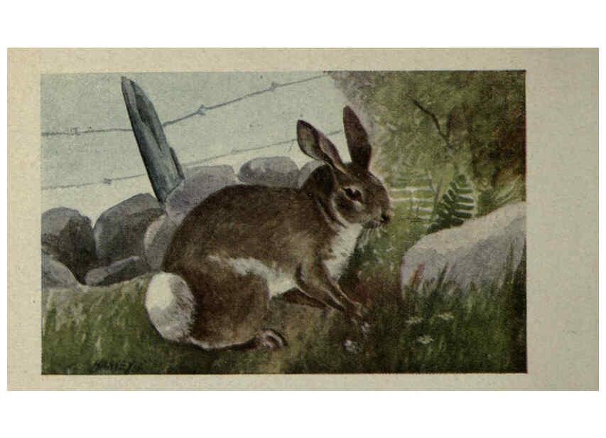 Reproducción/Reproduction 6257110477: Animal guide, North American wild animals Worcester, Mass. :C. K. Reed,1915
