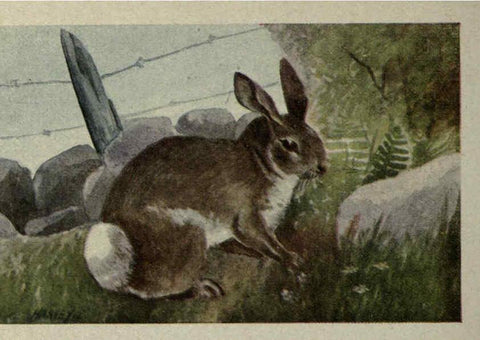 Reproducción/Reproduction 6257110477: Animal guide, North American wild animals Worcester, Mass. :C. K. Reed,1915
