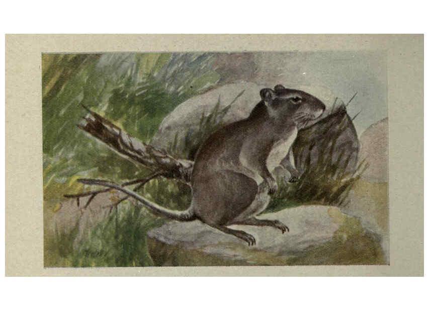 Reproducción/Reproduction 6257110709: Animal guide, North American wild animals Worcester, Mass. :C. K. Reed,1915