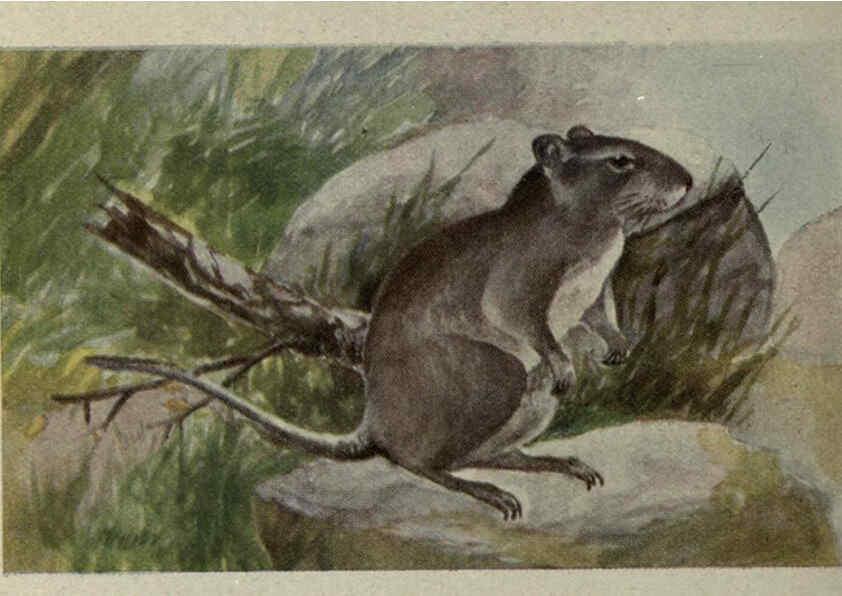 Reproducción/Reproduction 6257110709: Animal guide, North American wild animals Worcester, Mass. :C. K. Reed,1915