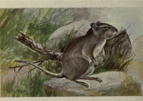 Reproducción/Reproduction 6257110709: Animal guide, North American wild animals Worcester, Mass. :C. K. Reed,1915