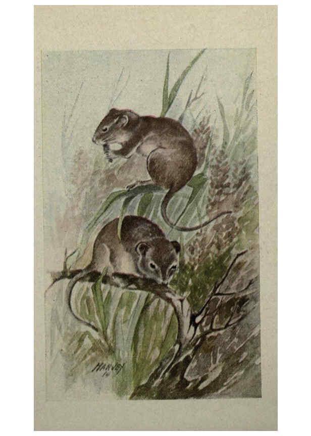 Reproducción/Reproduction 6257640674: Animal guide, North American wild animals Worcester, Mass. :C. K. Reed,1915