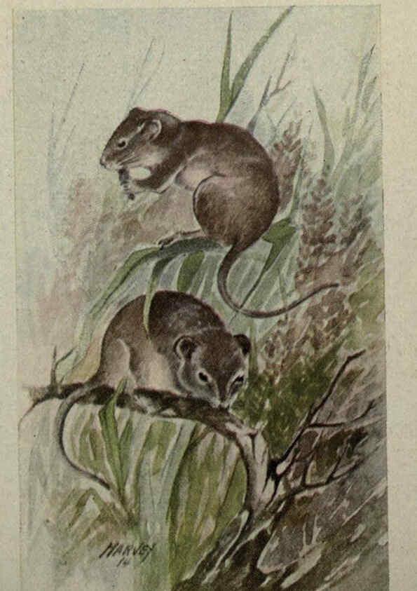 Reproducción/Reproduction 6257640674: Animal guide, North American wild animals Worcester, Mass. :C. K. Reed,1915