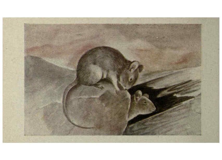 Reproducción/Reproduction 6257111207: Animal guide, North American wild animals Worcester, Mass. :C. K. Reed,1915